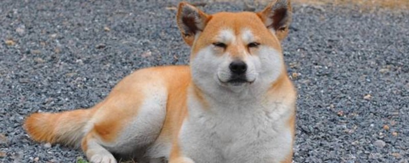 秋田犬耳朵立不起来怎么办