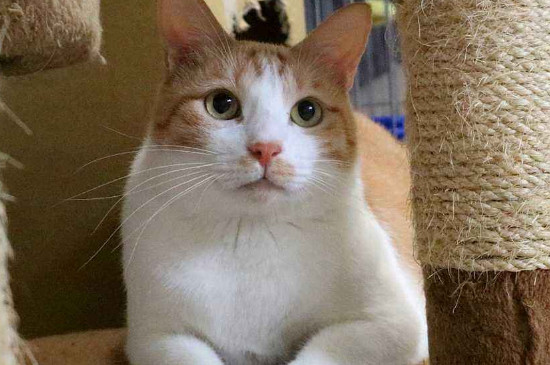 猫呼吸道感染症状咕噜咕噜咋回事