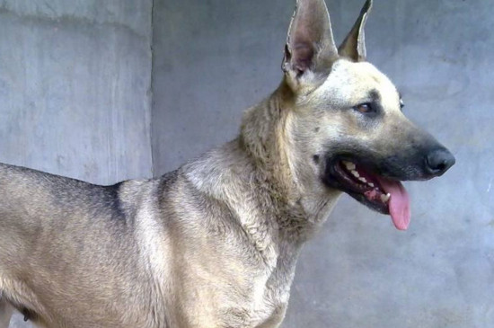 巨型犬体型排名