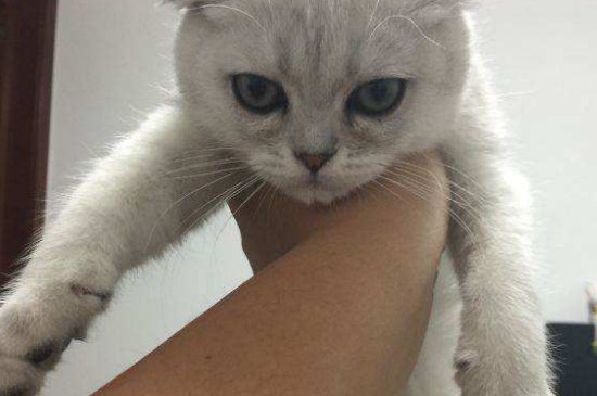 猫是怎么看待主人的