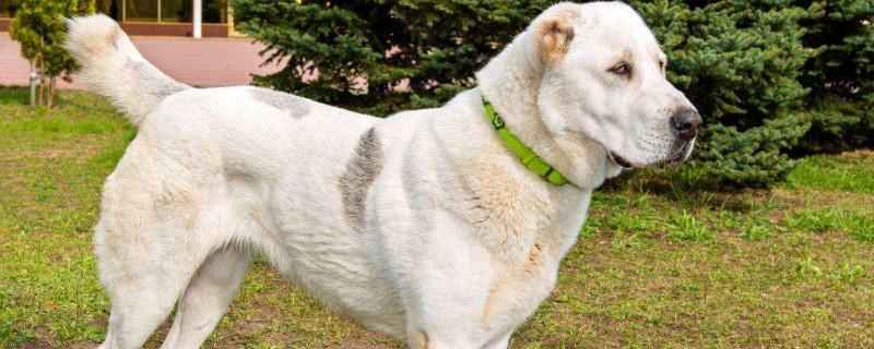 中亚牧羊犬适合家养吗