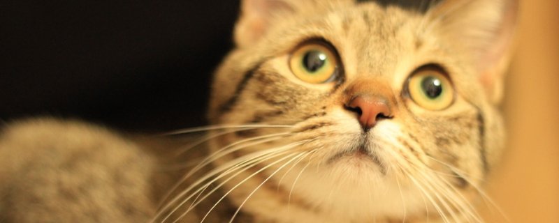 小猫几个月才会收爪子