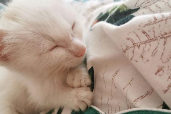 猫感冒能自愈吗