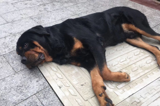 狗狗吃撑了还有救吗