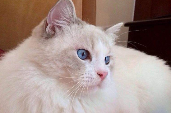 猫怕什么