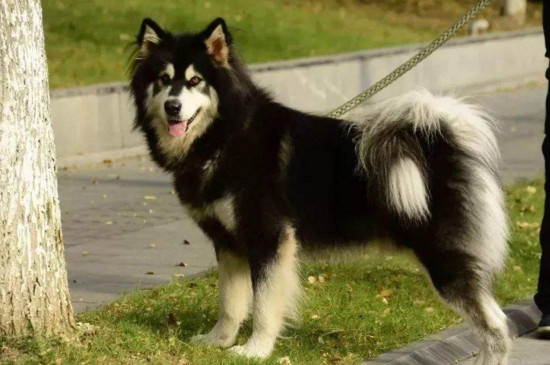 什么狗不用办狗证，禁养犬无法办理狗证
