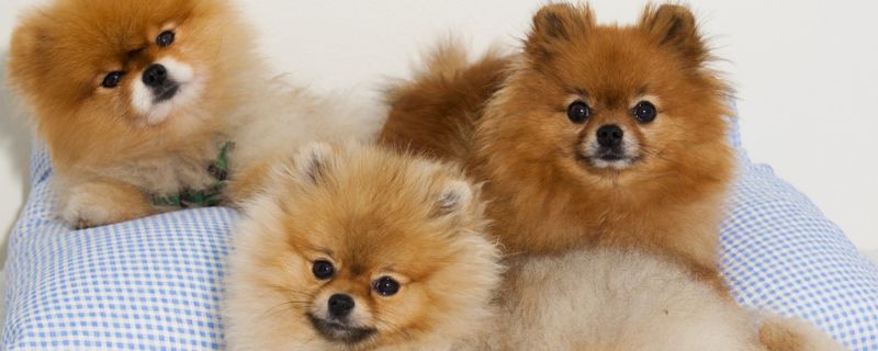 狗狗着凉的症状