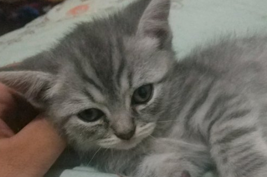 小猫猫藓可以自愈吗