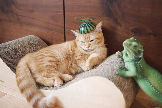 怎么确定猫换完了胎毛