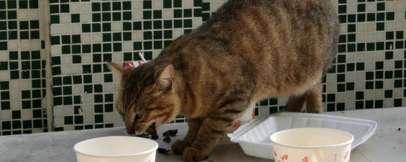 猫咪吃饱了还是一直叫