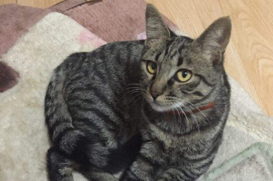 为什么灰色狸花猫罕见