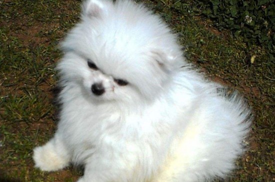 幼犬能吃成犬狗粮吗，幼犬吃成犬粮的2大坏处