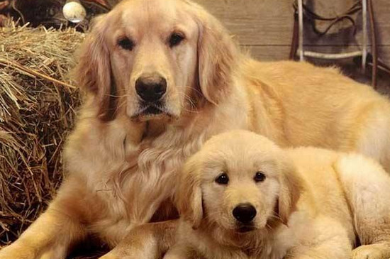 纯种金毛幼犬多少钱一只，至少两千起步品相越好价格越高
