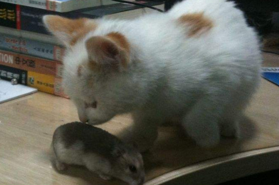 猫鼻子烂了