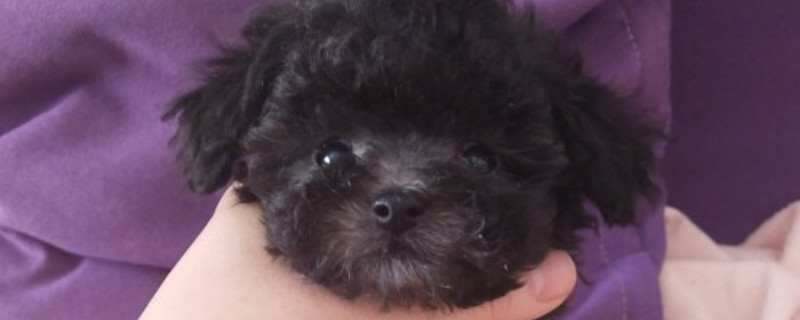 茶杯狗是怎么培育出来的
