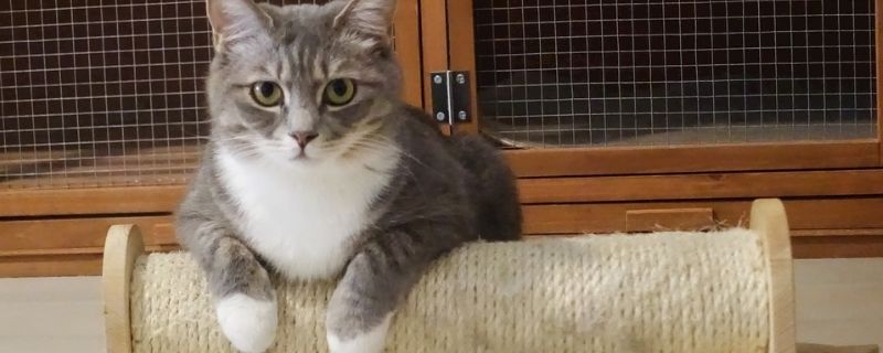 猫吃生的还是熟三文鱼