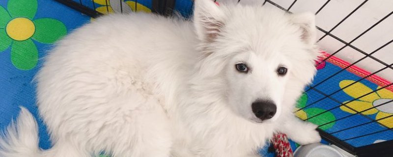 狗狗吃鸡骨头会自愈吗