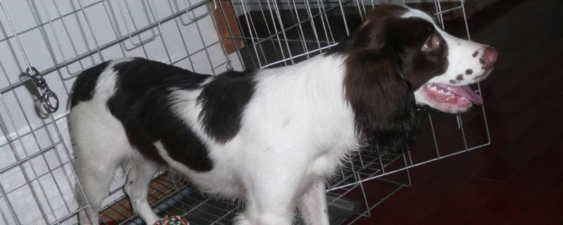 养史宾格犬注意什么
