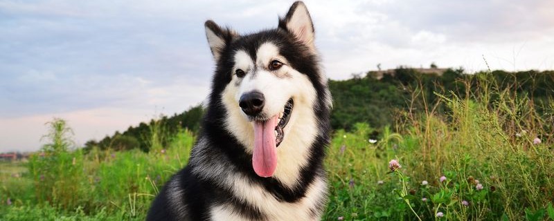 阿拉斯加怎么养