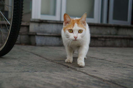 被猫吓到预示着什么