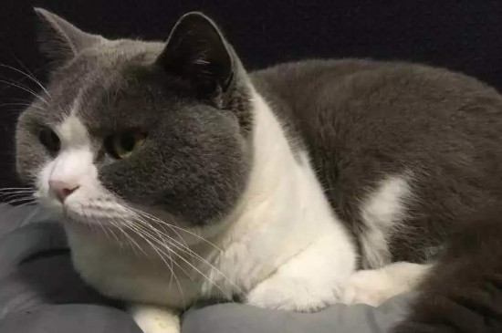 绝育后的公猫尿床原因