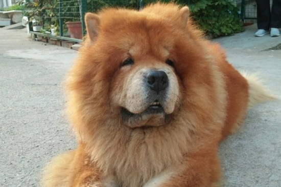 松狮犬临终前征兆