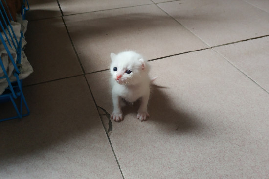 被传染猫藓怎么办
