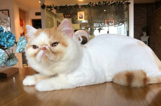 猫剃毛后如何快速长毛