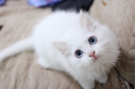 狮子猫掉毛吗