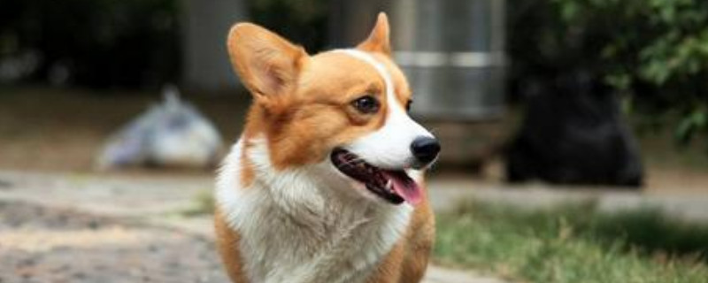 狗狗可以吃熟玉米吗