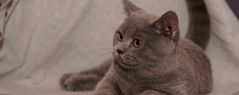 猫可以活多久