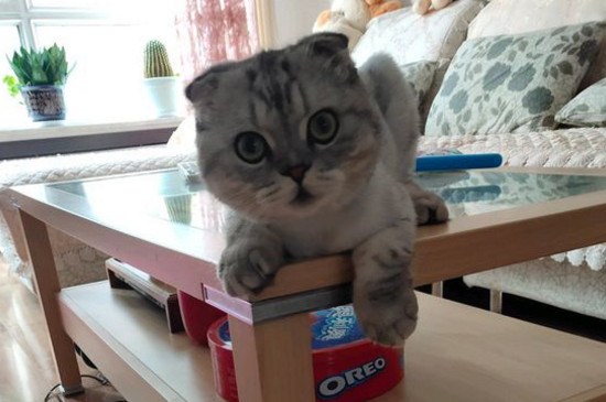 猫会热死吗