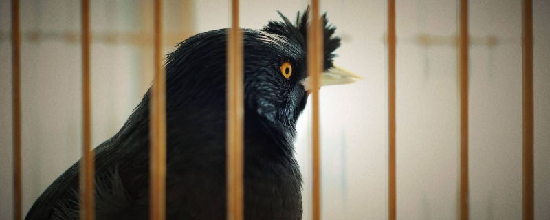 八哥鸟种类