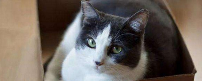 猫粮开封后能保存多久