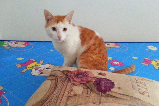 橘猫粘人吗