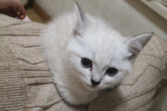 怎样让猫咪不到处拉屎