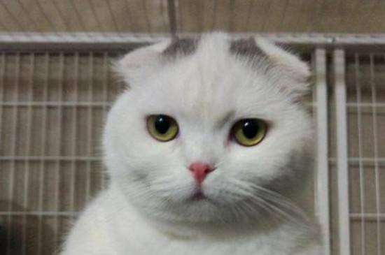 猫吃狗粮会不会有事