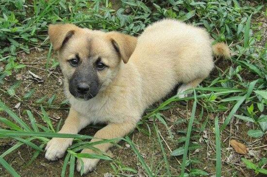 幼犬身上有皮屑正常吗