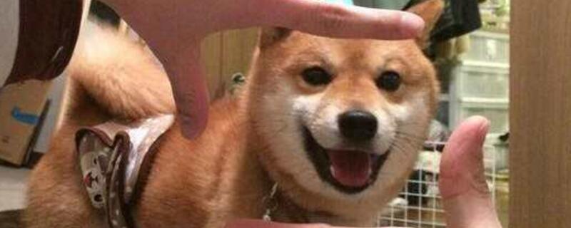 柴犬拉稀怎么办