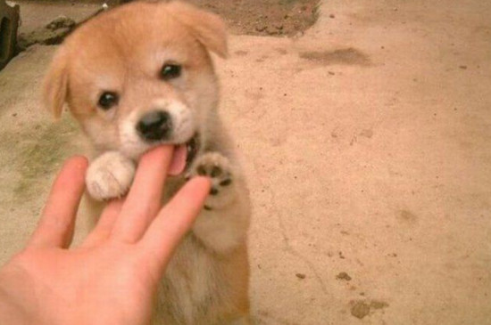 幼犬忌吃什么水果