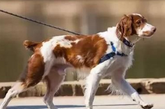 狗狗难产死肚里了怎么办