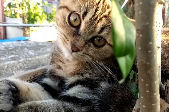 在室内养狸花猫合适吗
