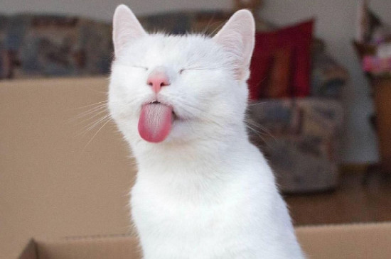 猫咪消化不良症状