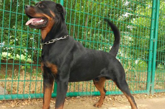 养罗威纳犬为何断尾