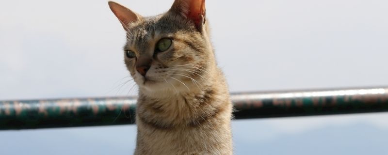 猫能吃松子吗