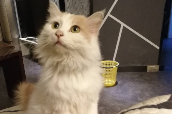 猫尿路感染会自愈吗