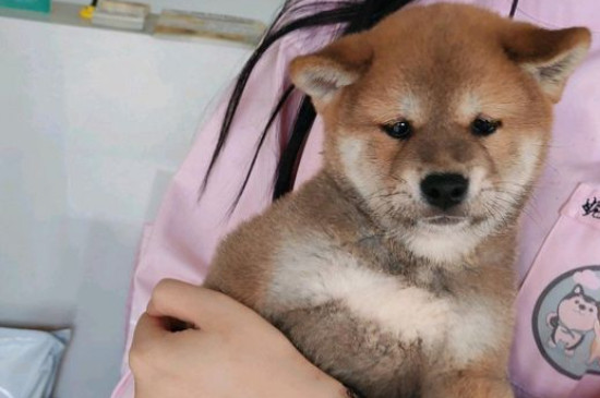 怎么知道犬蛔虫已除尽