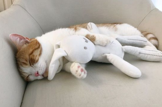 两只猫打架不管可以吗