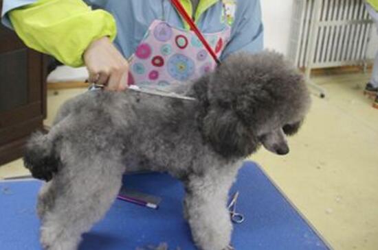 养贵宾犬要注意什么