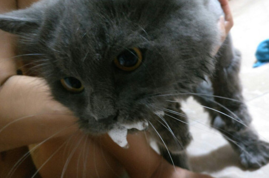 猫中毒的症状，最简单的治猫中毒方法